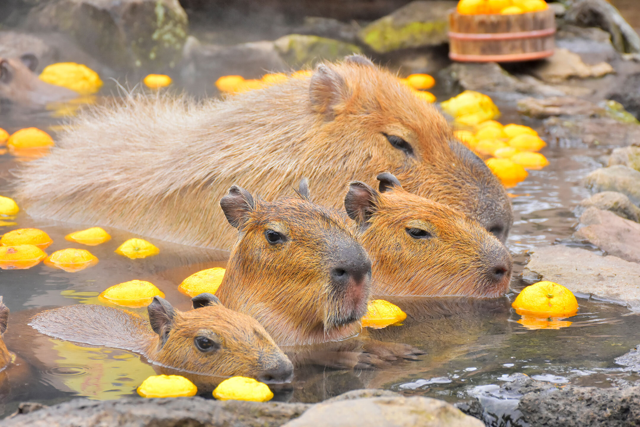 家族で遊ぶ、伊豆高原自然触れ合い旅